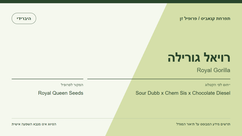 תרשים פרופיל הזן רויאל גורילה לפי קטלוג המגדל