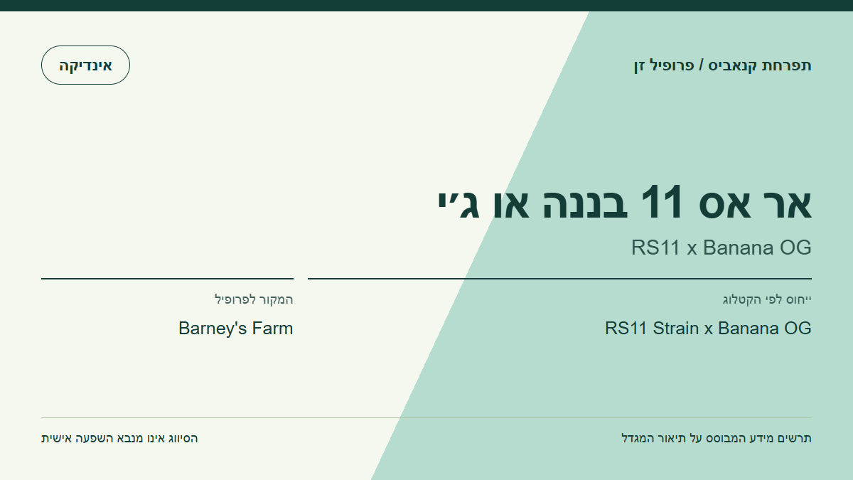 תרשים פרופיל הזן אר אס 11 בננה או ג׳י לפי קטלוג המגדל